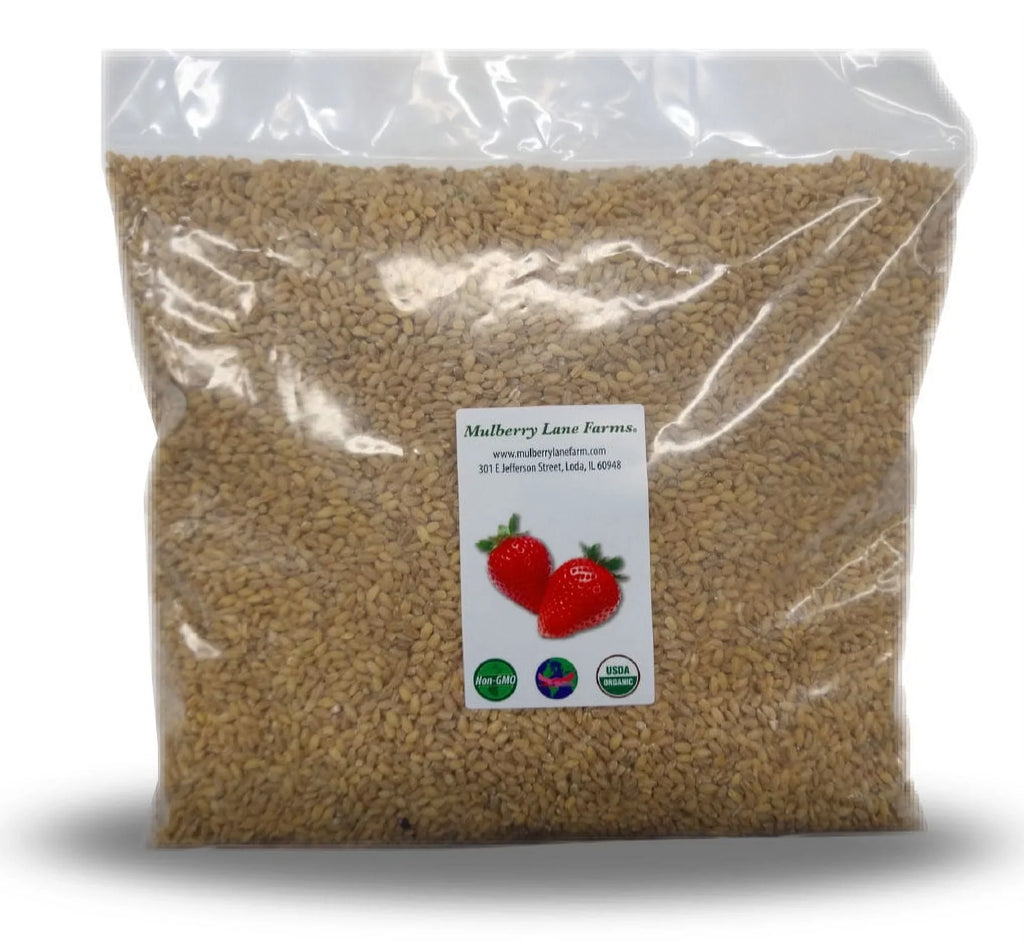 Hulled Barley Five Pounds (5 lbs)  Certified Organic Non-, Bulk by Mulberry Lane Farms