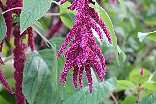 100% Whole Grain Organic Amaranth Seeds (5LB)